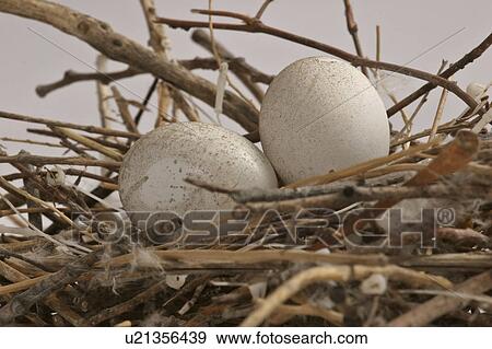 pigeon, scenic, nest, eggs, rock View Large Photo Image Stock Photo - pigeon, scenic, nest, eggs, rock. Fotosearch