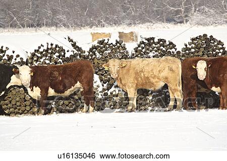 pile, seek, log, behind, shelter, cattle View Large Photo Image Stock Photograph - pile, seek, log, behind, shelter, cattle. Fotosearch