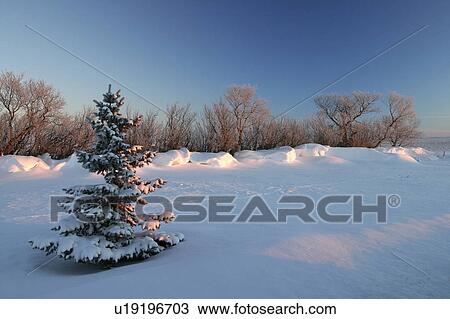 Stock Image - pine, morning, up, lighting, sun, early. Fotosearch