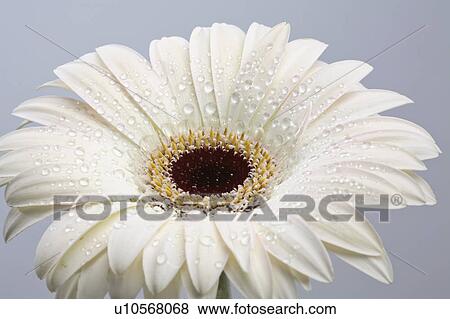 plant, close, flower, daisy, up, macro View Large Photo Image Stock Photo - plant, close, flower, daisy, up, macro. Fotosearch