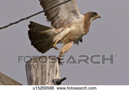 Stock Photograph - pole, hawk, power, off, taking, swainsons. Fotosearch