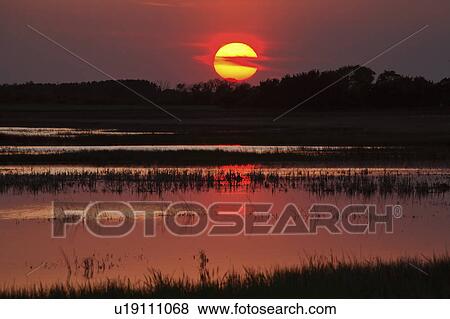 pond, sun, saskatchewan, off, reflecting, setting View Large Photo Image Stock Photo - pond, sun, saskatchewan, off, reflecting, setting. Fotosearch