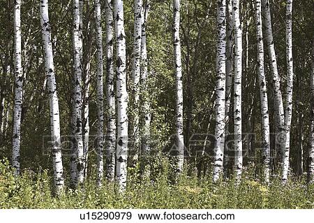 porcupine, trees, canada, saskatchewan, scenic, popular View Large Photo Image Stock Photo - porcupine, trees, canada, saskatchewan, scenic, popular. Fotosearch