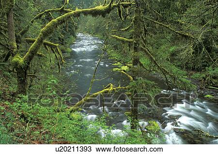 portland, oregon, columbia, eagle, river, green View Large Photo Image Stock Image - portland, oregon, columbia, eagle, river, green. Fotosearch