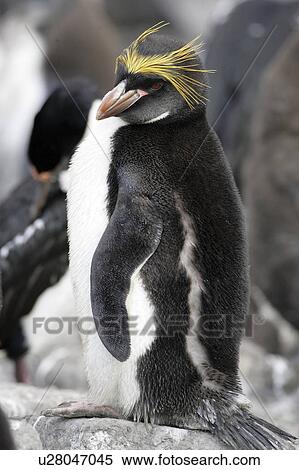 Stock Photography - portrait, penguin, birds, islands, falkland, macaroni. Fotosearch