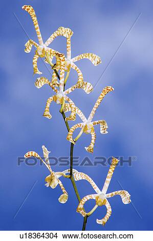 portraited, tropical, blooms, orchid, spider, six View Large Photo Image Picture - portraited, tropical, blooms, orchid, spider, six. Fotosearch