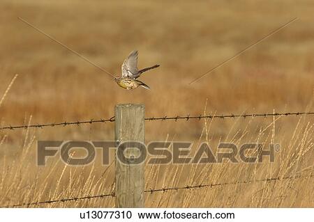 Stock Image - post, meadowlark, fence, flight, takes, western. Fotosearch