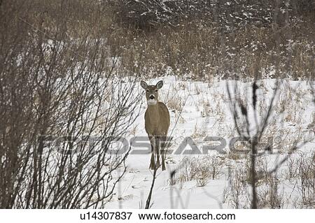 Stock Photo - pound, deer, buffalo, trees, doe, whitetailed. Fotosearch