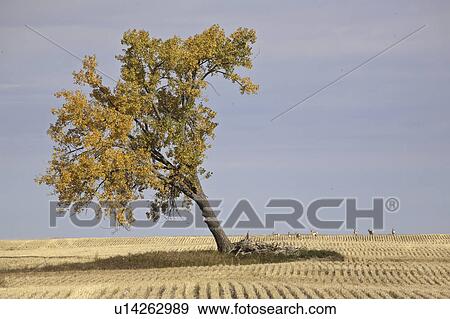 Stock Photo - prairie, antelopes, tree, lone, behind, pronghorn. Fotosearch