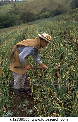 province, weeds, guanacaste, fields, onion, farmer View Large Photo Image Stock Photography - province, weeds, guanacaste, fields, onion, farmer. Fotosearch