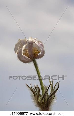 Stock Photo - pulsatilla, flower, crocus, prairie, or, pasque. Fotosearch