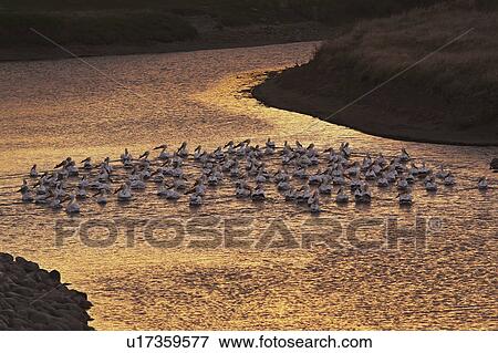 Stock Photo - quappelle, sunlight, pelicans, white, american, low. Fotosearch