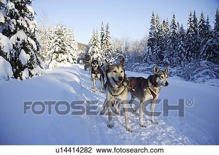Stock Image - quebec, animal, dog, canada, dogs. Fotosearch