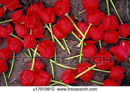 raindrops, red, covered, heads, tulip, cut View Large Photo Image Stock Image - raindrops, red, covered, heads, tulip, cut. Fotosearch