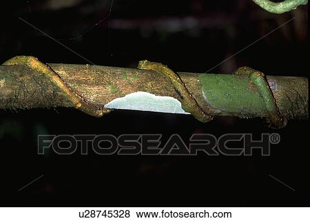 rainforest, vine, branch, tree, strangling, jungle View Large Photo Image Stock Photo - rainforest, vine, branch, tree, strangling, jungle. Fotosearch