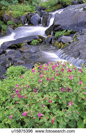 Stock Photograph - rainier, paradise, mt, mount, river, wildflowers. Fotosearch