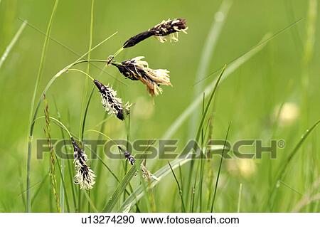 Stock Image - rainier, sedge, mt, mount, sunrise, showy. Fotosearch