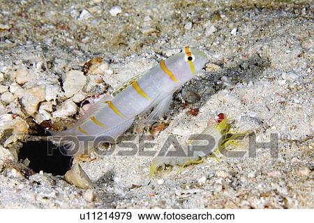 randalli, shrimp, amblyeleotris, stripe, orange, goby View Large Photo Image Stock Photo - randalli, shrimp, amblyeleotris, stripe, orange, goby. Fotosearch