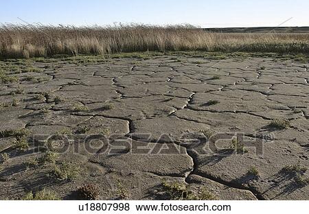 Stock Photo - refuge, mud, wildlife, lake, eyebrow, cracked. Fotosearch