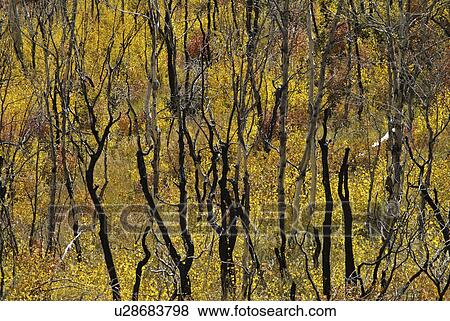 Stock Photo - regrowth, forest, burn, fall, autumn, tree. Fotosearch