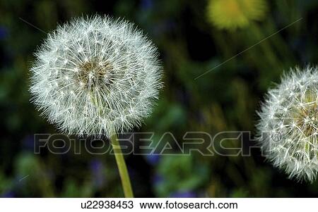 reproduction, dandelion, plant, seedhead, fruit, common View Large Photo Image Stock Image - reproduction, dandelion, plant, seedhead, fruit, common. Fotosearch