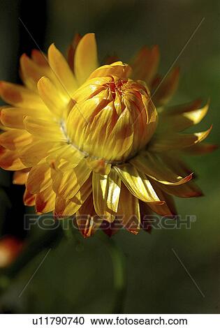 Stock Image - reproduction, siempreviva, plant, flower, ray, strawflower. Fotosearch