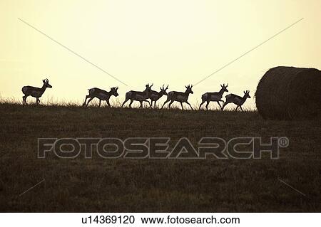 ridge, herd, silhouetted, antelopes, pronghorn, small View Large Photo Image Stock Image - ridge, herd, silhouetted, antelopes, pronghorn, small. Fotosearch
