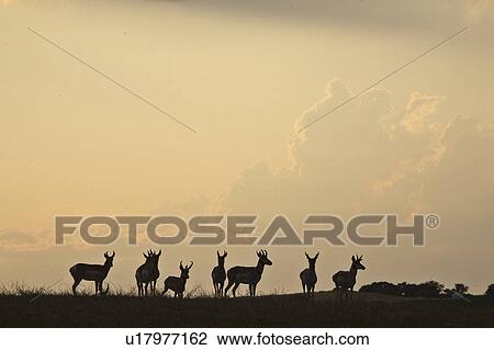 ridge, herd, silhouetted, antelopes, pronghorn, small View Large Photo Image Stock Image - ridge, herd, silhouetted, antelopes, pronghorn, small. Fotosearch