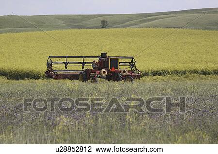 Stock Image - ripened, machine, field, idle, left, swathing. Fotosearch