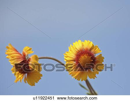 Stock Image - road, flowers, country, saskatchewan, found, blanket. Fotosearch