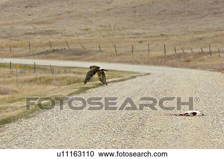 Stock Image - road, northern, away, flying, harrier, female. Fotosearch