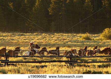 Stock Image - rounding, released, horseback, female, woman, model. Fotosearch