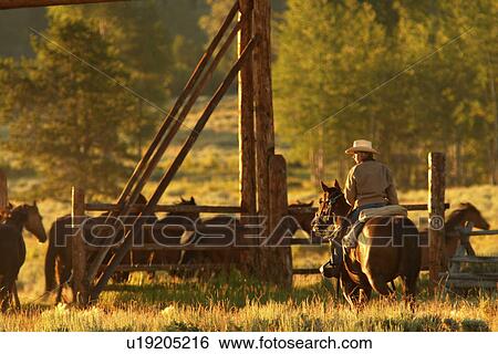 rounding, released, horseback, female, woman, model View Large Photo Image Stock Photograph - rounding, released, horseback, female, woman, model. Fotosearch