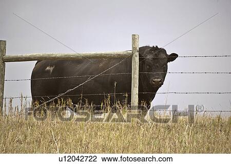 saskatchewan, angus, scenic, pasture, bull, aberdeen View Large Photo Image Stock Image - saskatchewan, angus, scenic, pasture, bull, aberdeen. Fotosearch