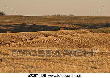 Stock Photo - saskatchewan, bales, scenic, field, harvested, straw. Fotosearch