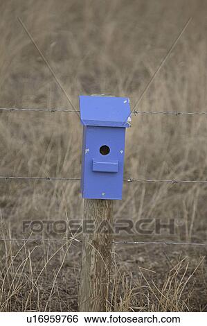 saskatchewan, bird, scenic, bluebirds, house, blue View Large Photo Image Stock Photograph - saskatchewan, bird, scenic, bluebirds, house, blue. Fotosearch