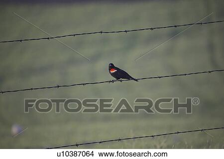 saskatchewan, blackbird, scenic, strand, wire, redwinged View Large Photo Image Picture - saskatchewan, blackbird, scenic, strand, wire, redwinged. Fotosearch