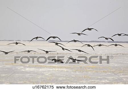 saskatchewan, canada, scenic, flight, geese, flock View Large Photo Image Stock Photography - saskatchewan, canada, scenic, flight, geese, flock. Fotosearch
