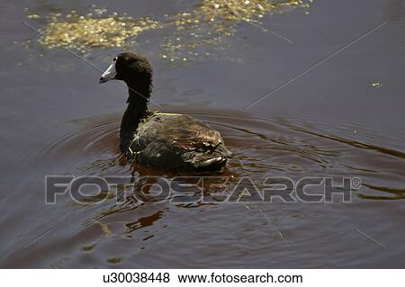 saskatchewan, coot, central, scenic, slough, american View Large Photo Image Stock Photo - saskatchewan, coot, central, scenic, slough, american. Fotosearch