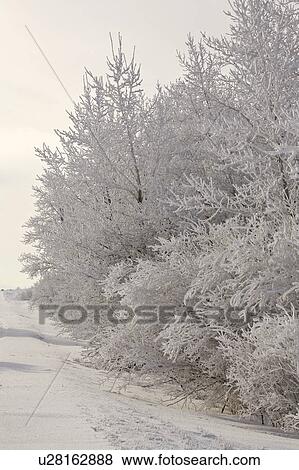 saskatchewan, covered, scenic, bushes, trees, frost View Large Photo Image Stock Photo - saskatchewan, covered, scenic, bushes, trees, frost. Fotosearch