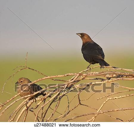 saskatchewan, cowbirds, southern, scenic, tree, brownheaded View Large Photo Image Stock Image - saskatchewan, cowbirds, southern, scenic, tree, brownheaded. Fotosearch