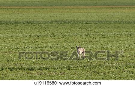 saskatchewan, coyote, southern, scenic, field, young View Large Photo Image Stock Image - saskatchewan, coyote, southern, scenic, field, young. Fotosearch