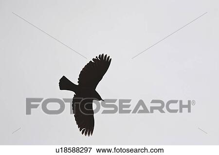 Stock Photo - saskatchewan, crow, scenic, dusk, flight, american. Fotosearch