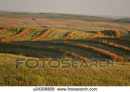 Stock Photograph - saskatchewan, cut, southern, scenic, grain, swathes. Fotosearch
