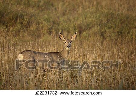 saskatchewan, deer, scenic, field, doe, mule View Large Photo Image Stock Image - saskatchewan, deer, scenic, field, doe, mule. Fotosearch