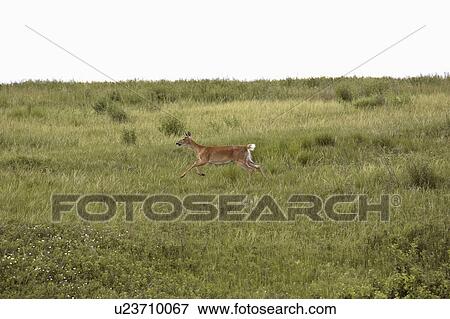 saskatchewan, deer, scenic, field, doe, whitetailed View Large Photo Image Stock Photo - saskatchewan, deer, scenic, field, doe, whitetailed. Fotosearch