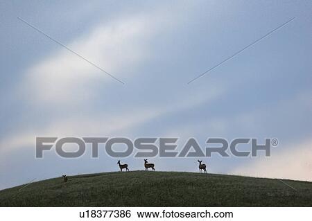 Stock Photograph - saskatchewan, deer, scenic, ridge, silhouetted, mule. Fotosearch