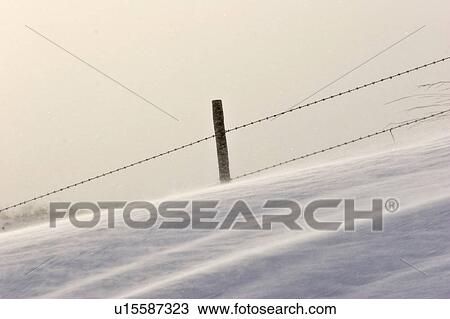 saskatchewan, drifts, scenic, fence, barbedwire, snow View Large Photo Image Stock Image - saskatchewan, drifts, scenic, fence, barbedwire, snow. Fotosearch