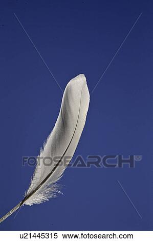 Stock Photography - saskatchewan, feather, scenic, aloof, held, white. Fotosearch