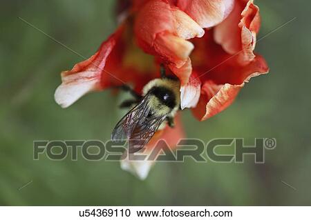 Stock Image - saskatchewan, flower, wildflower, bumblebee. Fotosearch